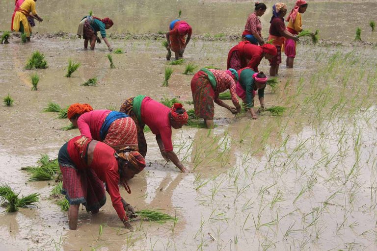 सिस्तुङमा रोपाइँ उत्सव : एकै दिन १०० रोपनी रोपियो धान
