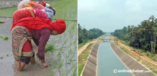 १९ प्रतिशत खेतीयोग्य जमिनमा मात्रै वर्षैभरि सिँचाइ, बाँकीमा वर्षाको भर