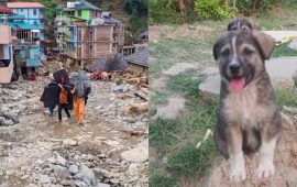 हिमाचलमा कुकुरले कसरी बचायो ६७ जनाको ज्यान ?