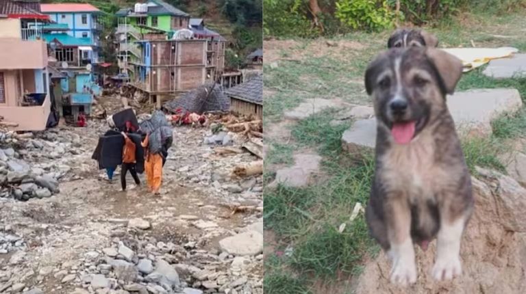 हिमाचलमा कुकुरले कसरी बचायो ६७ जनाको ज्यान ?