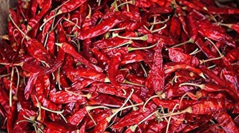 सुकेको खुर्सानीको भाउ घट्यो, किलोको कति ?