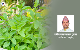 यस्तो छ तुलसीको धार्मिक र वैज्ञानिक महत्त्व