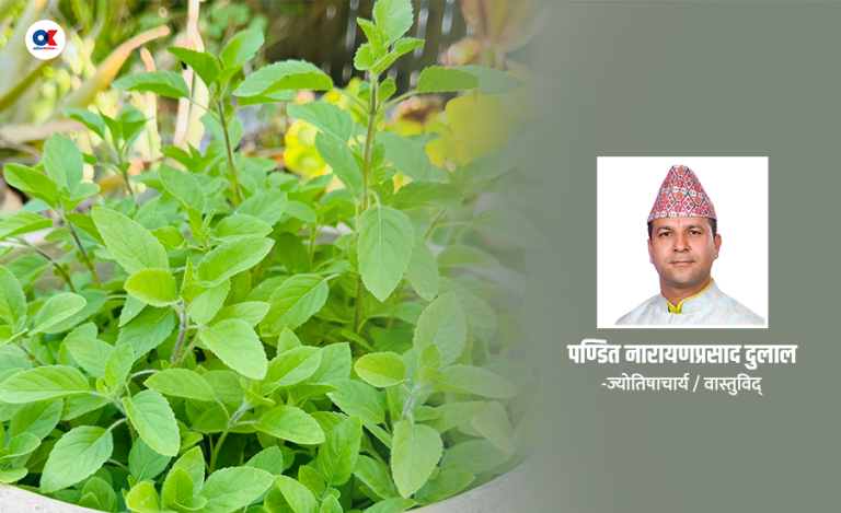 यस्तो छ तुलसीको धार्मिक र वैज्ञानिक महत्त्व