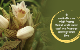 नेपाली माटोमा वालिच-लिन्डलीको सुनाखरी