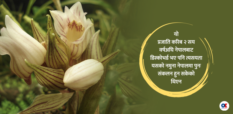 नेपाली माटोमा वालिच-लिन्डलीको सुनाखरी