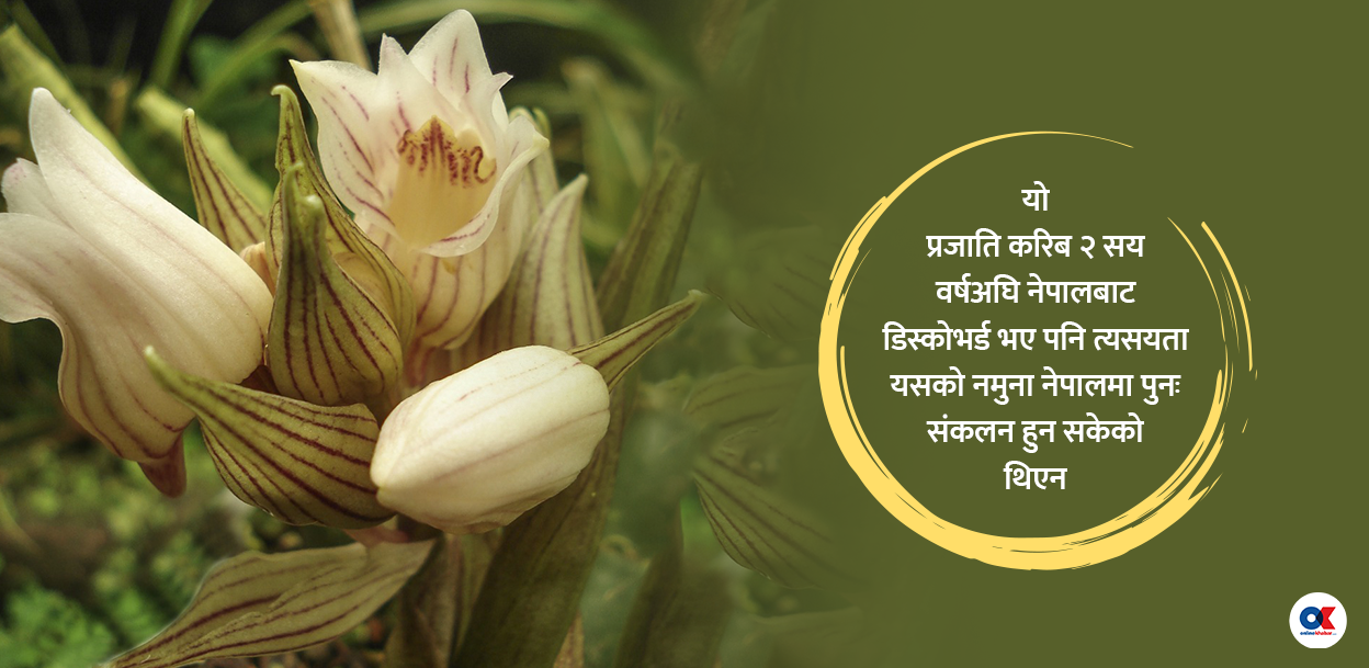 नेपाली माटोमा वालिच-लिन्डलीको सुनाखरी