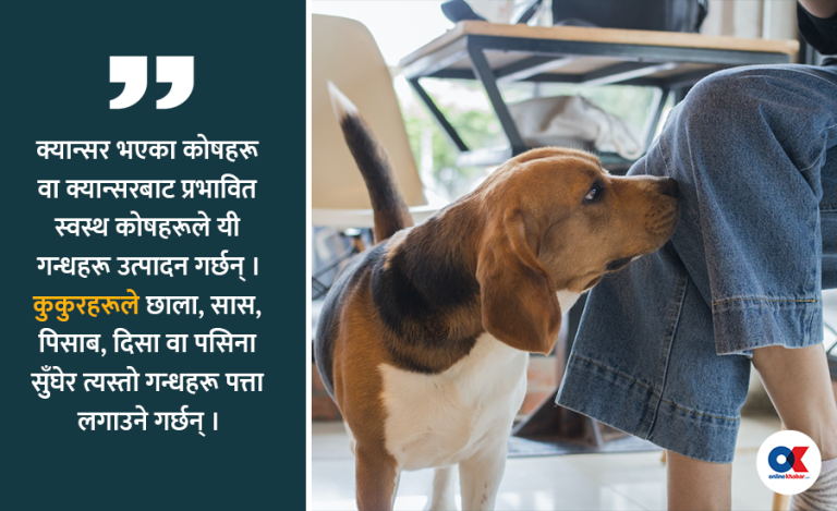 कुकुरले संकेत गर्न सक्छन् मालिकलाई क्यान्सर भएको कुरा, के भन्छ अध्ययन ?