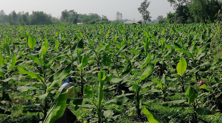 एकै वर्षमा बेचे ४७ लाखको केरा, भन्छन्- स्वदेशमै आत्मनिर्भर बन्न सकिन्छ