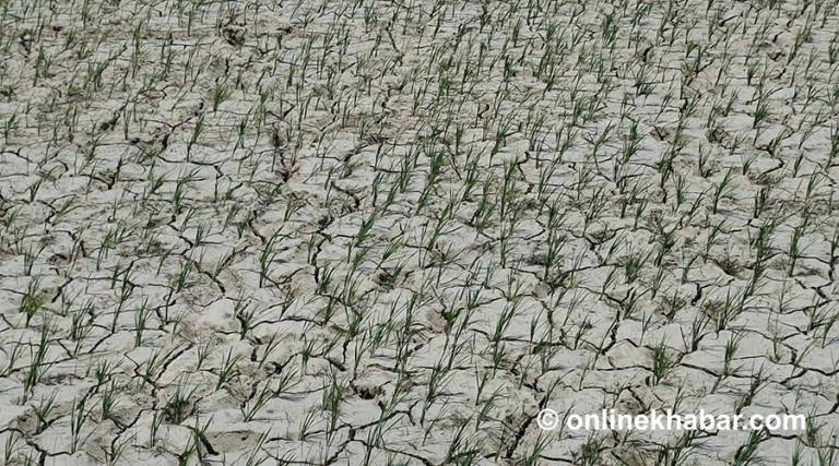 सुक्खा क्षेत्र घोषणापछि मधेशमा अध्ययन टोली परिचालन गर्दै कृषि मन्त्रालय