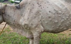 पश्चिम नवलपरासीमा लम्पीस्किन सङ्क्रमण फैलिँदै