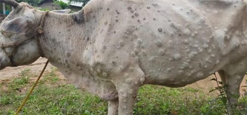 पश्चिम नवलपरासीमा लम्पीस्किन सङ्क्रमण फैलिँदै