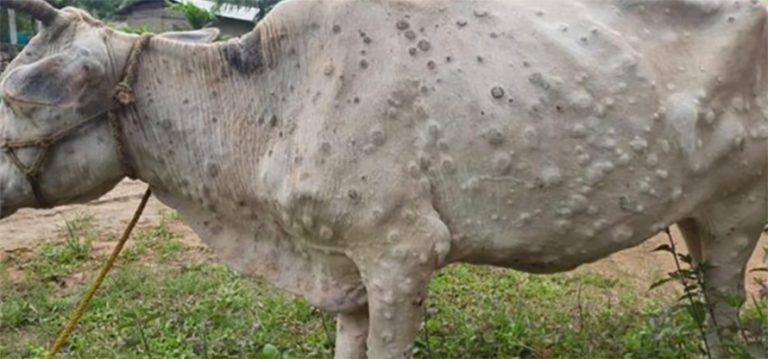 पश्चिम नवलपरासीमा लम्पीस्किन सङ्क्रमण फैलिँदै