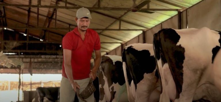 २५ वर्ष स्टेरिङ घुमाएका हातले दैनिक दुहुन्छन् २०० लिटर दूध