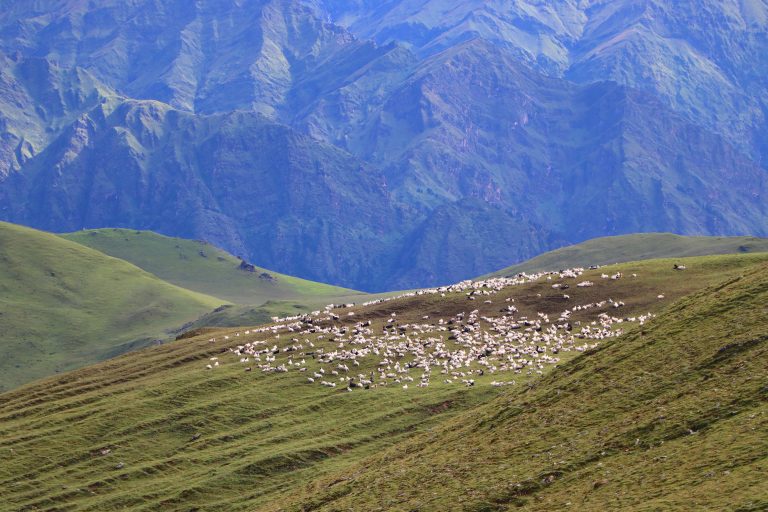 पर्यटकलाई आकर्षित गर्ने बुकीपाटनका भेडीगोठ