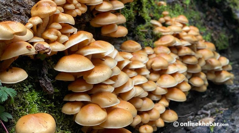 जङ्गली च्याउ खाँदा रुकुमपूर्वमा बालकको मृत्यु, आमासहित दुई बालबालिका गम्भीर