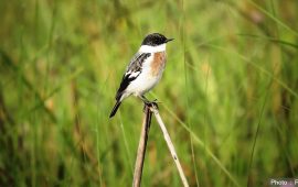 घाँसे मैदानका चराहरूको अनौठो व्यवहार