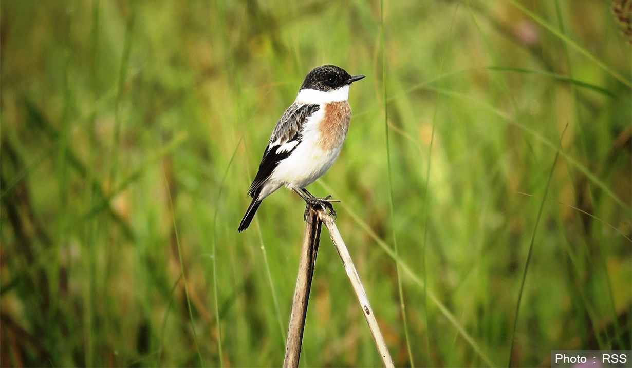 घाँसे मैदानका चराहरूको अनौठो व्यवहार