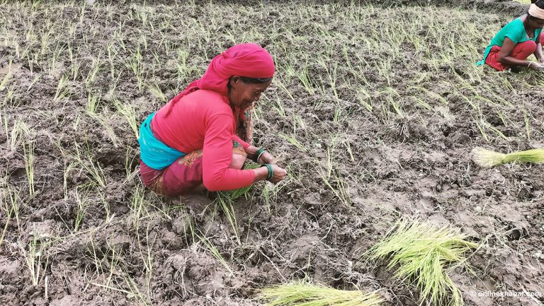 छल्दी फाँटमा सुक्खा ठाउँमै धान रोपाइँ