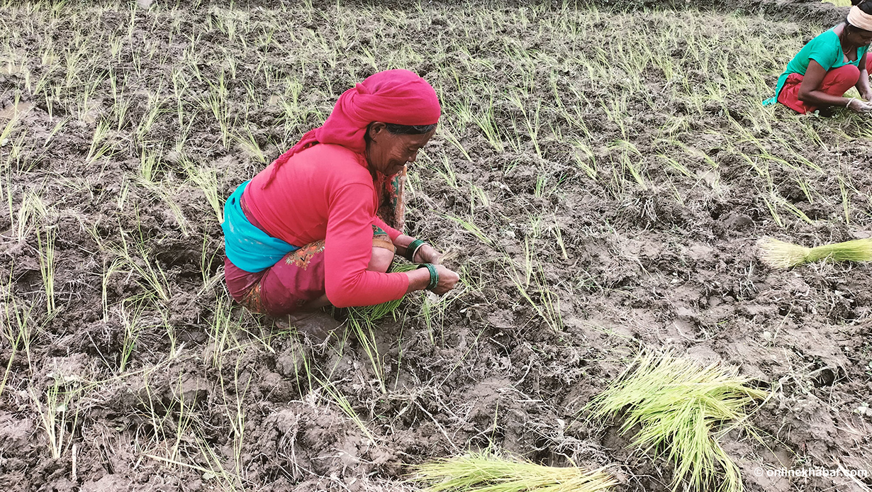 छल्दी फाँटमा सुक्खा ठाउँमै धान रोपाइँ