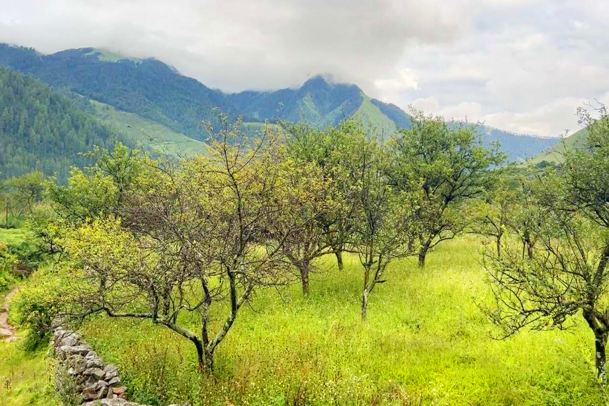 ढोरपाटन र निसेलढोरमा फल्न छोड्यो स्याउ