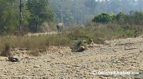 चितवन राष्ट्रिय निकुञ्जमा देखियो ‘सुँगुर दारे’ जंगली हात्ती