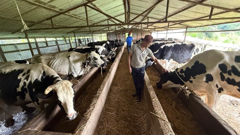 गाईपालनबाट मासिक ३ लाख ५० हजार कमाउँछन् इलामका गोपाल आचार्य