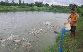 अवैध रूपमा भित्रिने माछाका कारण कञ्‍चनपुरका किसान मारमा