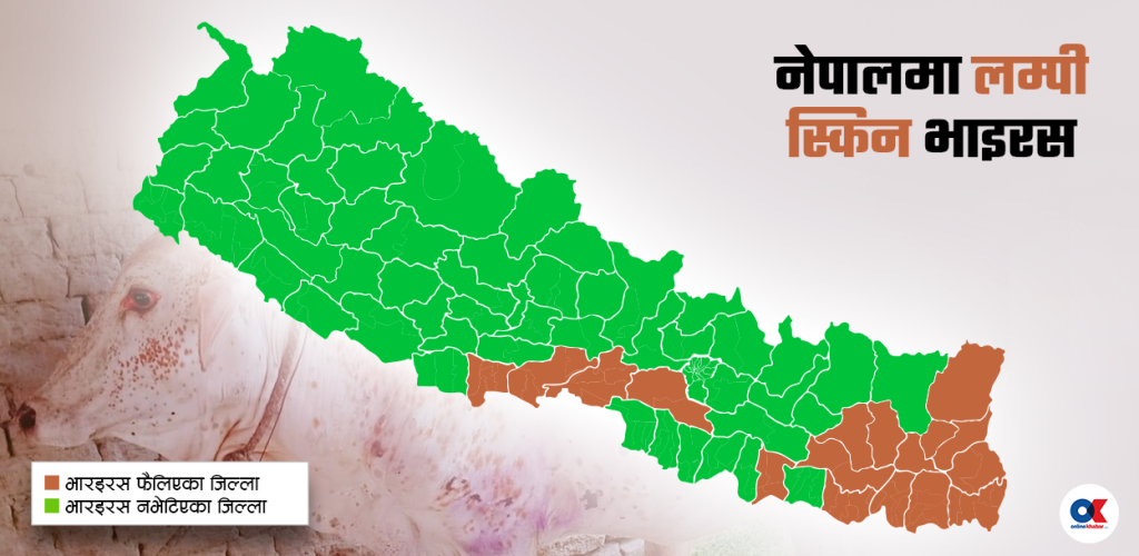 फेरि फैलिँदै लम्पी स्किन, कोशीका २२ हजार बढी गाईभैँसी संक्रमित