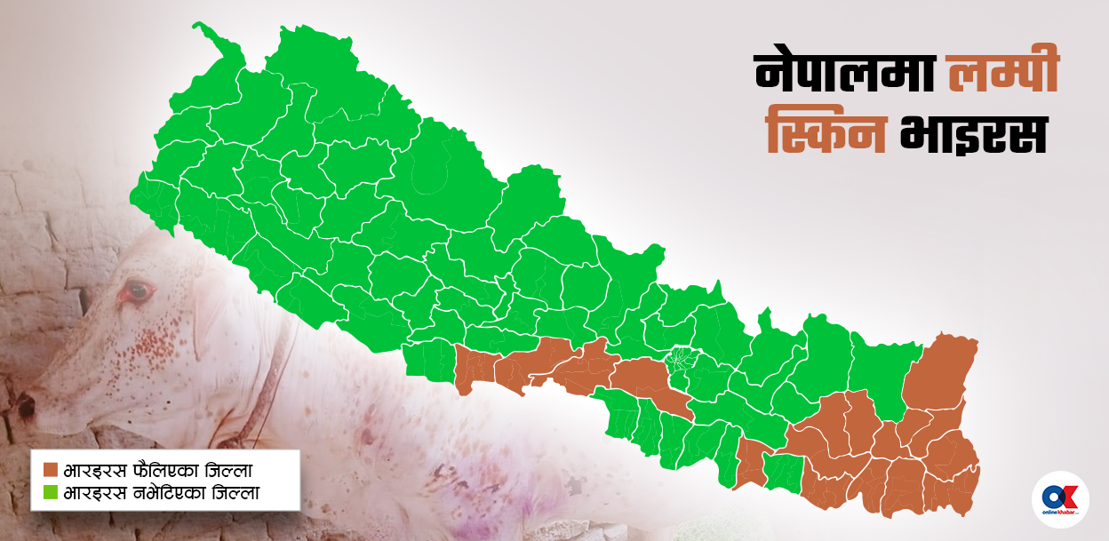 फेरि फैलिँदै लम्पी स्किन, कोशीका २२ हजार बढी गाईभैँसी संक्रमित