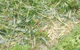 जङ्गली जनावर धपाउन खेतबारीमै बास