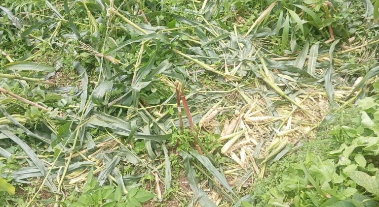 जङ्गली जनावर धपाउन खेतबारीमै बास