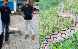 भैरहवामा भेटियो अत्यन्तै विषालु रसेल्स भाइपर सर्प
