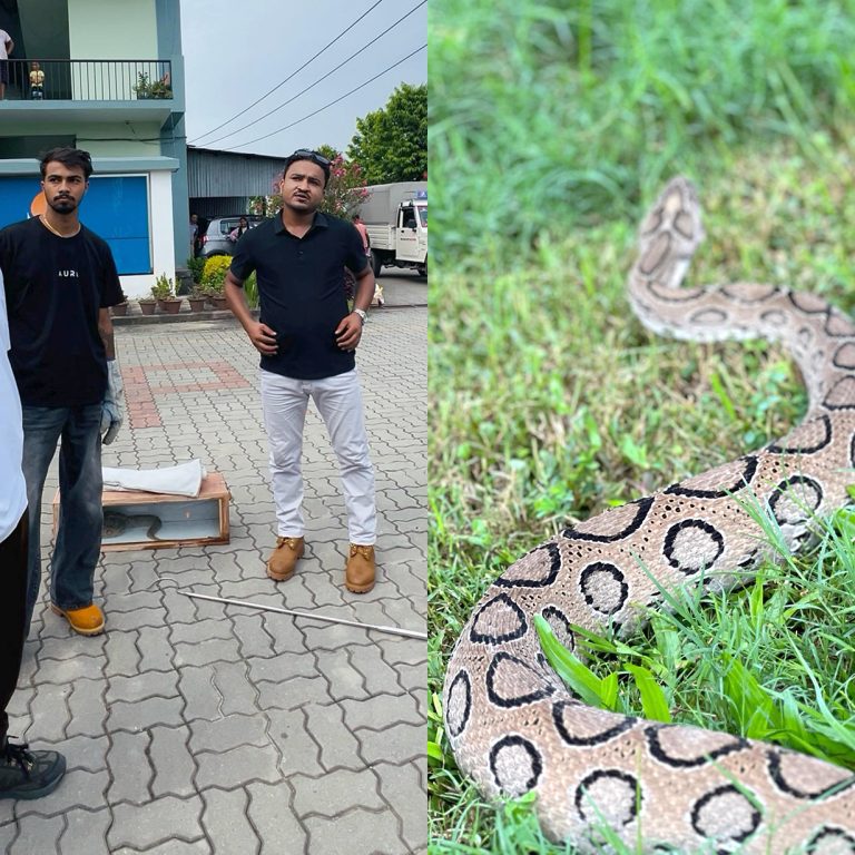 भैरहवामा भेटियो अत्यन्तै विषालु रसेल्स भाइपर सर्प