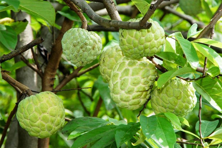 सरिफाको भाउ बढ्यो, प्रतिकिलो कति ?