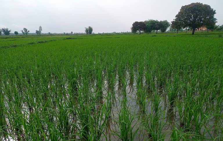 साउन सकिँदा महोत्तरीमा करिब ७५ प्रतिशत रोपाइँ
