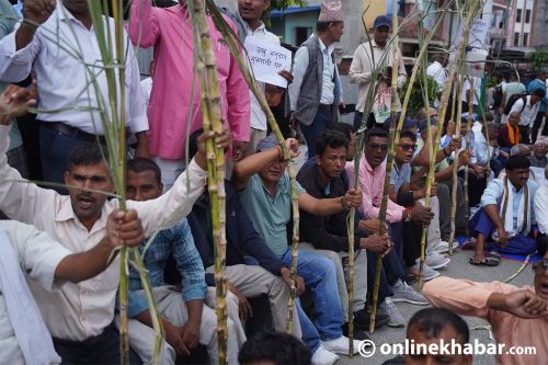 उखु बोकेर किसानहरू आज पनि प्रदर्शनमा (तस्वीरहरू)
