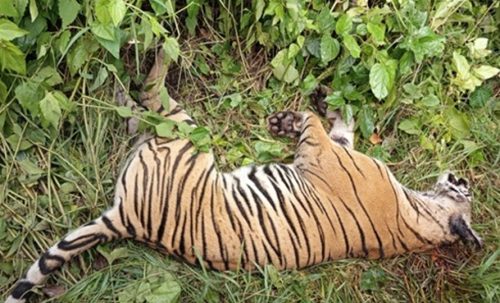पर्साको ठोरीमा मृत भेटियो पाटे बाघ