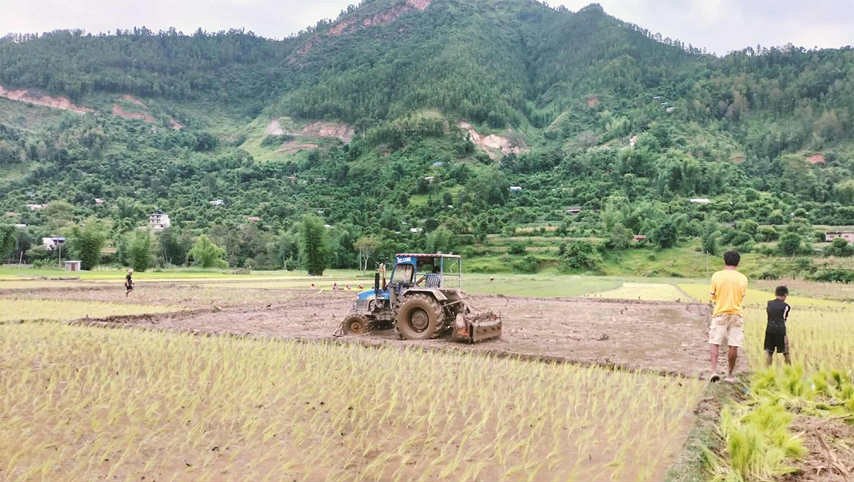 वर्षा भएपछि छल्दी फाँटमा सुरु भयो रोपाइँ