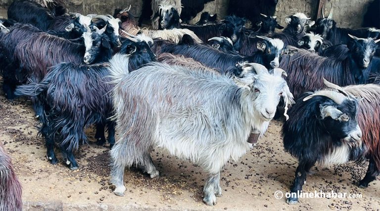 वर्षेनी घट्दै हिमाली भेगका रैथाने च्याङ्ग्रा, जलवायु परिवर्तनको असर