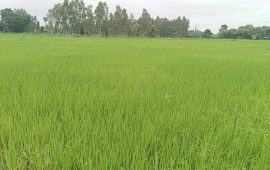 पर्सामा पर्‍यो पानी, रमाए किसान
