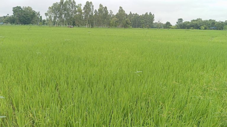 पर्सामा पर्‍यो पानी, रमाए किसान