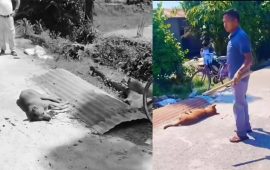 लाठी र फरुवाले हानेर तड्पाउँदै मारियो कुकुर, दोषीलाई कारबाहीको माग