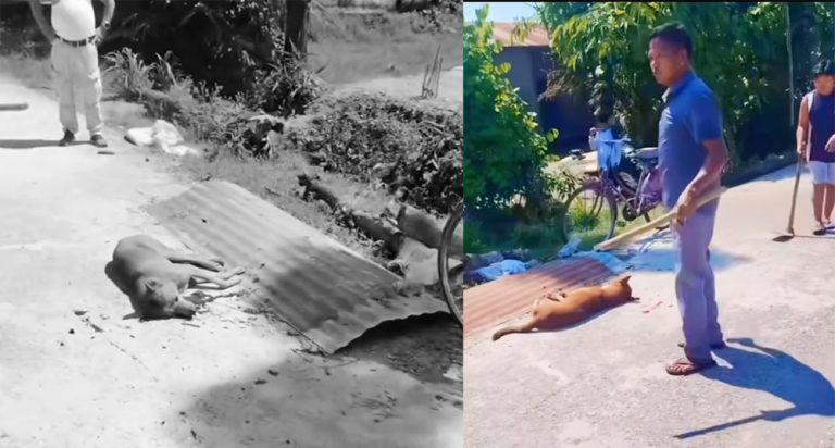 लाठी र फरुवाले हानेर तड्पाउँदै मारियो कुकुर, दोषीलाई कारबाहीको माग