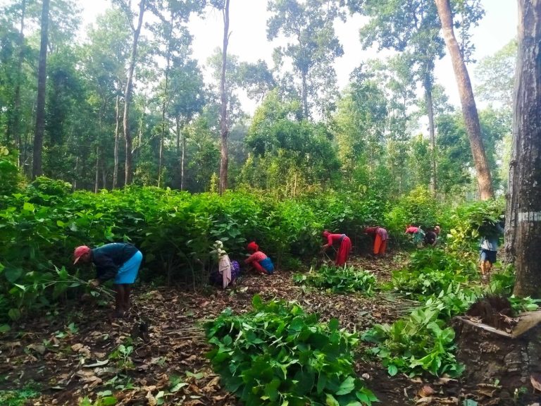 सम्वर्द्धन प्रणालीमा आधारित वन व्यवस्थापनले बढायो काठ उत्पादन र राजस्व