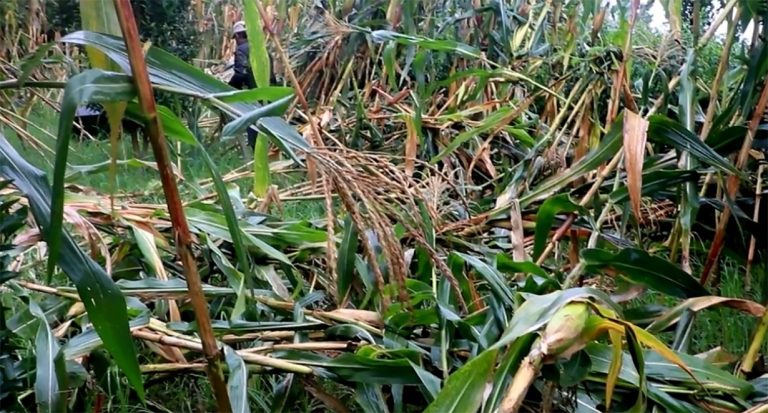 हावाहुरीले मकैबालीमा क्षतिहुँदा भोजपुर किसान चिन्तित