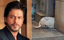 सामुदायिक कुकुरलाई मन्नतमा आश्रय दिन्छन् शाहरुख खान