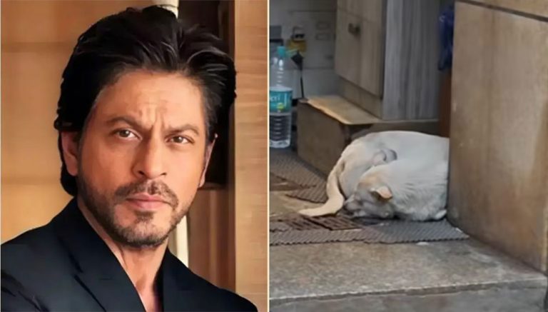 सामुदायिक कुकुरलाई मन्नतमा आश्रय दिन्छन् शाहरुख खान