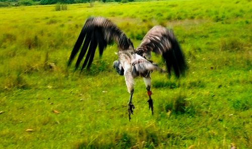 आठ दिनको उपचारपछि सानो खैरो गिद्धले पायो पुनर्जीवन 