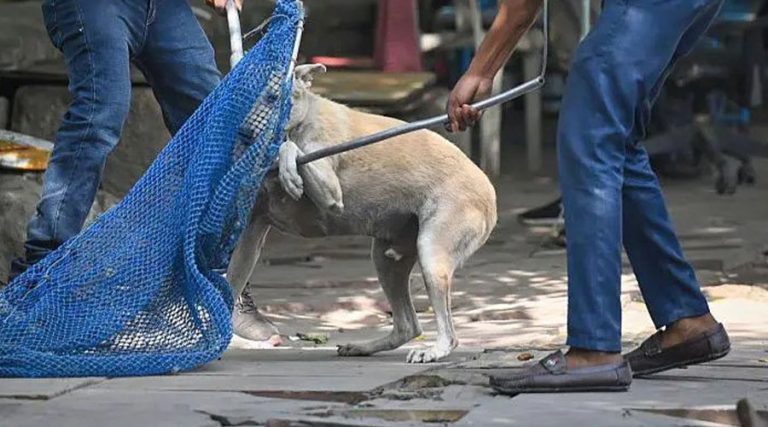दिल्ली र एनसीआर क्षेत्रबाट आवारा कुकुर हटाउन सर्वोच्चको आदेश