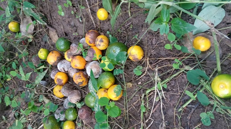 भोजपुरमा सुन्तलामा फल झर्ने रोग, समस्यामा किसान